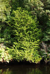 Huon Pine