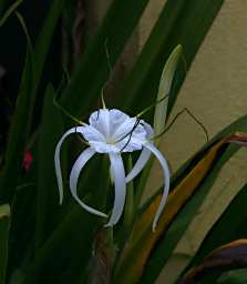 Crocker Range Flower Xxx White