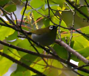 Crocker Range Bird Everetts White Eye