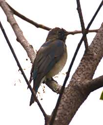 Crocker Range Bird Xxx Blue White Flycatcher