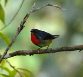 Crocker Range Bird Xxx Mugimaki Flycatcher
