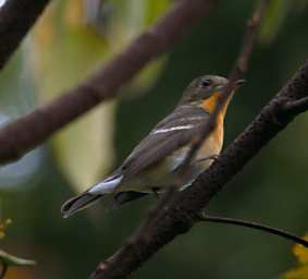 Crocker Range Bird Mugimaki Flycatcher F