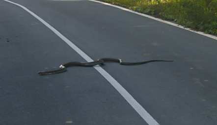 Danum Cobra