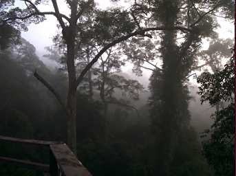 Danum Rainforest