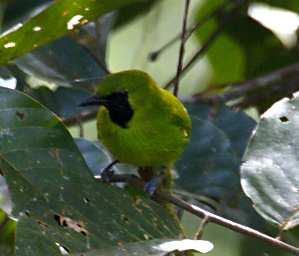 Danum Bird Greater Green Leafbird