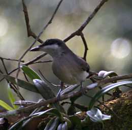 Danum Bird Black Winged Flycatcher Shrike