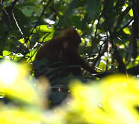 Danum Orangutan
