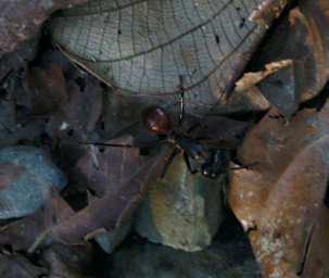 Danum Giant Ant