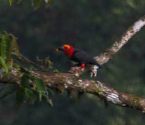 Danum Bird Bornean Bristlehead