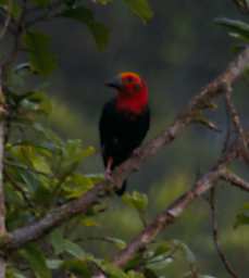 Danum Bird Bornean Bristlehead