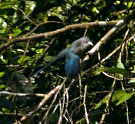 Danum Bird Black Bellied Malkoha