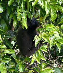 Danum Gibbon Kid