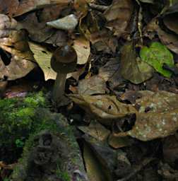 Danum Mushroom