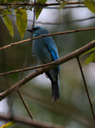 Gomantong Caves Bird Verditer Flycatcher