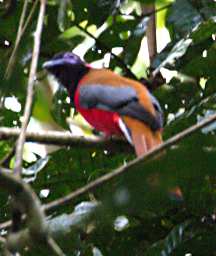 Gomantong Caves Bird Diards Trogon
