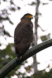 Gomantong Caves Bird Crested Serpent Eagle