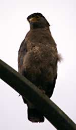 Gomantong Caves Bird Crested Serpent Eagle