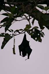 Gomantong Caves Dead Bat