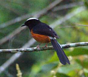 Gomantong Caves Bird White Crowned Shama