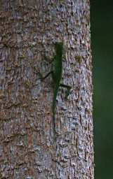 Gomantong Caves Gecko