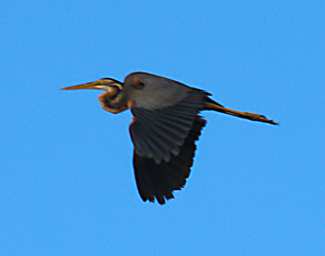 Kinabatangan Bird Oriental Darter