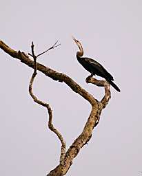 Kinabatangan Bird Oriental Darter