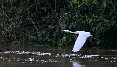 Kinabatangan Bird Great Egret