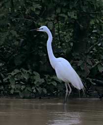 Kinabatangan Bird Great Egret