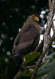 Kinabatangan Bird Crested Serpent Eagle