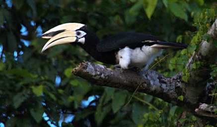 Kinabatangan Bird Oriental Pied Hornbill