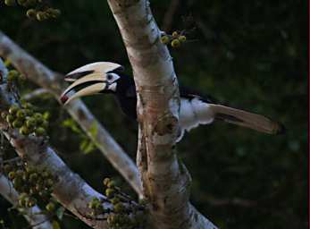 Kinabatangan Bird Oriental Pied Hornbill