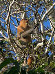 Kinabatangan Proboscis Monkey