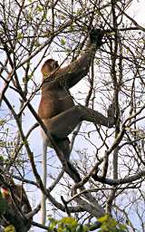 Kinabatangan Proboscis Monkey