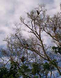 Kinabatangan Proboscis Monkeys