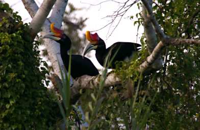 Kinabatangan Bird Rhinoceros Hornbill