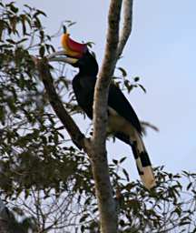 Kinabatangan Bird Rhinoceros Hornbill
