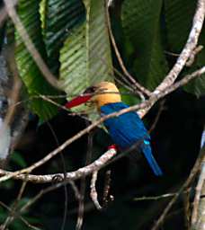 Kinabatangan Bird Stork Billed Kingfisher