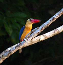 Kinabatangan Bird Stork Billed Kingfisher