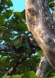 Kinabatangan Bird White Bellied Woodpecker