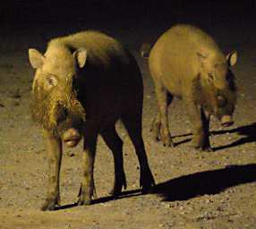 Kinabatangan Bearded Pig