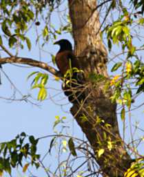 Kinabatangan Bird Xxx Hawk