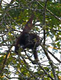Kinabatangan Orangutan