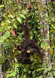 Kinabatangan Orangutan Mom WKid