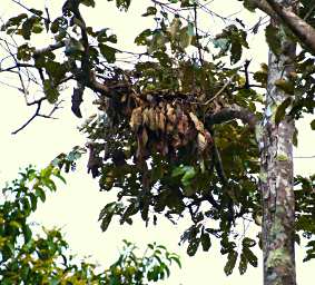 Kinabatangan Orangutan Nest