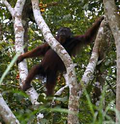 Kinabatangan Orangutan