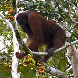 Kinabatangan Orangutan
