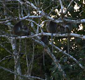 Kinabatangan Long Tailed Macaque