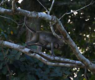 Kinabatangan Long Tailed Macaque