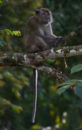 Kinabatangan Long Tailed Macaque