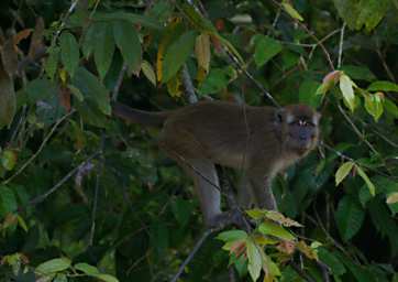Kinabatangan Long Tailed Macaque